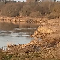 dźwięk oryginalny