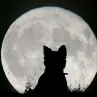 i.wintermoon