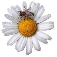 margaret.3.7