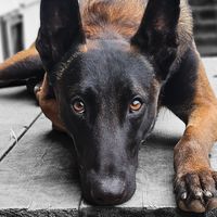 strider.k9