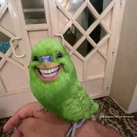 Follow and like for good luck