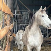 heart._.horses