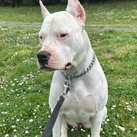 kali.thedogoargentino