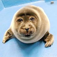 niko.seal