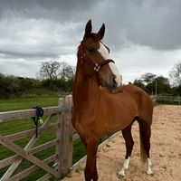 id._equestrian