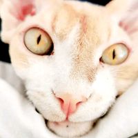 hermionetherealcat