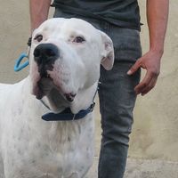 dogo.argentino_blanquito