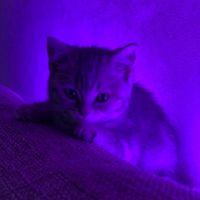 nadi_1x