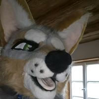 fuchsi_knuddeln