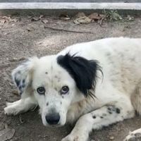 albergue_deperros