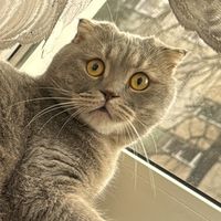 milo.cat29