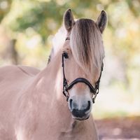 fjordpferd_hero