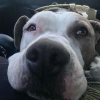 iamrio_amstaff