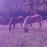compte.poney11