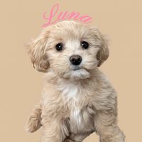 luna_themaltipoo