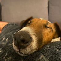 nori_foxterrier