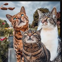 dieseeinekatze_mitnadine