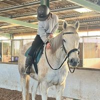 equine.jj