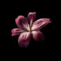 original sound - toughbluff