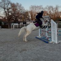 life_horse3