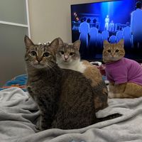 cats_mimimi0