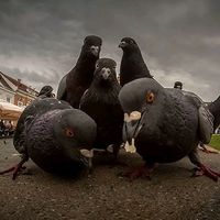 _vivii117