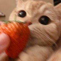 gingerinaz