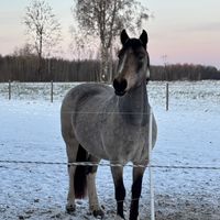 alva.eriksson.hast