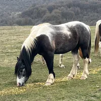 original sound - erkinefraimov4