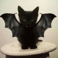 hauntedddbat