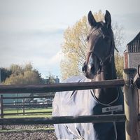 equi_danax