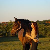 allroundequestrian
