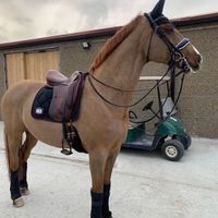 horses9886