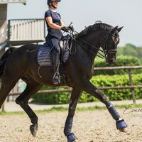 equine.demi