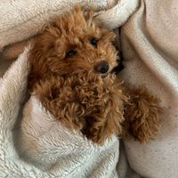 winnie.theminilab