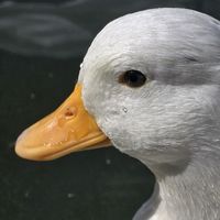 daily.doses.ducks