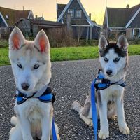 huskiesleolibra
