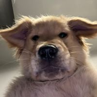 bearsonberry