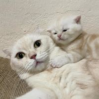 acatmarvel