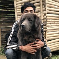 himalayanmastiffnepal