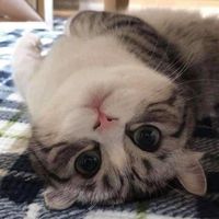 เสียงต้นฉบับ - เบ๊บบี้ท้อ😾