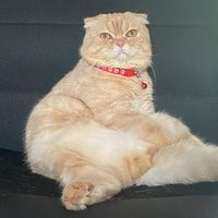 katangofficial
