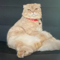 original sound - katangofficial