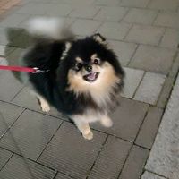 ppwd_bt_1507