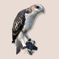 asianfalconry007