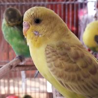 pgofbudgies