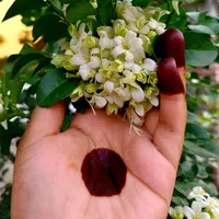 original sound - shuktara022