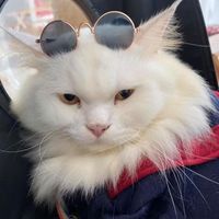 เสียงต้นฉบับ - อั่งเปาแมวนักเดินทาง