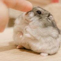 somnuhamster
