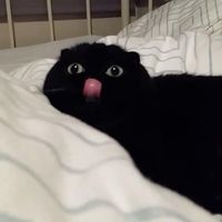_pfaiis_